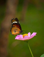 Obraz premium Butterfly on a pink flower
