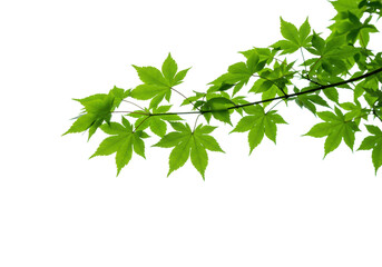 Pristine maple branch, vibrant bright green leaves in sharp detail, isolated on seamless transparent studio background with soft diffused light, concept of natural vitality and purity