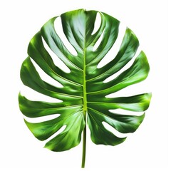 Lush green tropical monstera leaf, isolated on white