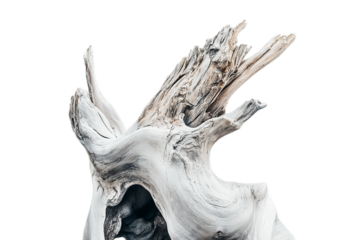 Weathered driftwood texture creating abstract shapes against a white background on transparent background