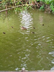 duck in the water