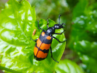 Macro Shot of Red and Black Beetle with Orange Spots on Green Leaf