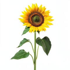 Vibrant sunflower, bright yellow petals, dark brown center, green leaves, slender stem, isolated on white