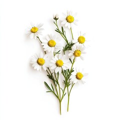 A cluster of delicate white chamomile flowers with yellow centers, arranged on a white background