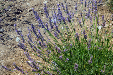 Lavender flowers on the ground background