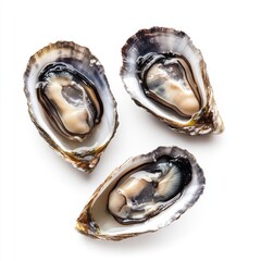 Three open oysters, top-down view