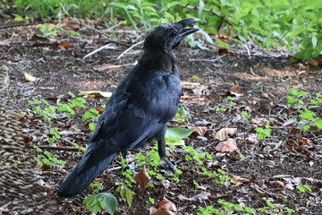Obraz premium Japanese crow is completely black