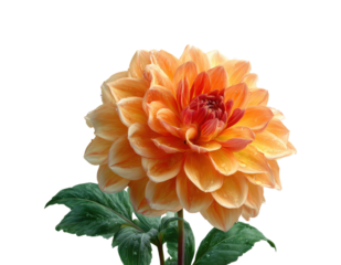 Blooming dahlia flower display nature garden floral bright environment isolated on transparent background, png