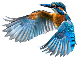 Obraz premium Clean macro photograph featuring Kingfisher bird flying wings spread wildlife nature avian animal blue isolated on transparent background, studio product photo on a clean white background, isolated, p