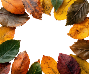 Autumn leaves gathering nature scene colorful environment seasonal concept isolated on transparent background, png