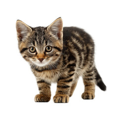 Obraz premium Playful tabby kitten exploring space fun pet bright isolated on transparent background, png