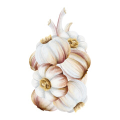 Hanging garlic string bulbs watercolor illustration isolated on white. Hand drawn realistic Italian vegetables clip art for spice recipes, traditional medicine and food cooking designs