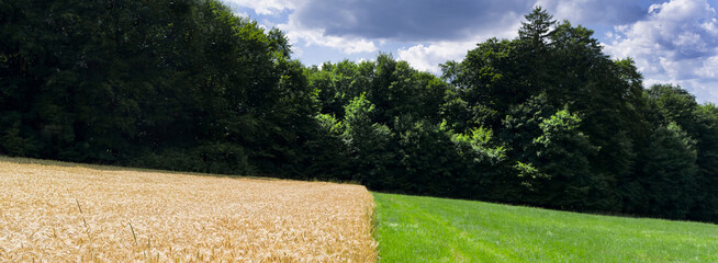 A cereal called wheat. A plant whose grains are used to make flour for food.