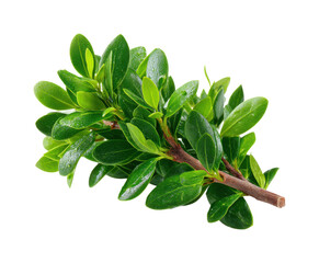 Vibrant green leafy branch nature plant bright isolated on transparent background, png