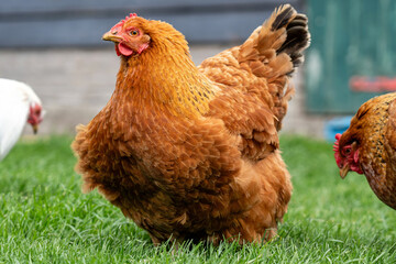 New Hampshire Red hen on farm