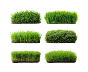 Lush green grass varieties nature set plant diversity isolated on transparent background, png