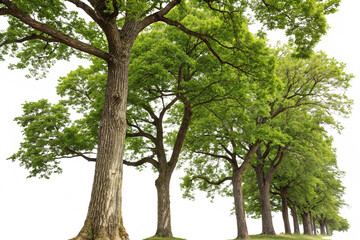 Trees and pines isolated on transparent background. Forest landscape
