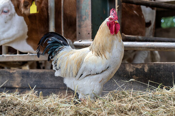 Sussex chicken rooster in cowshed