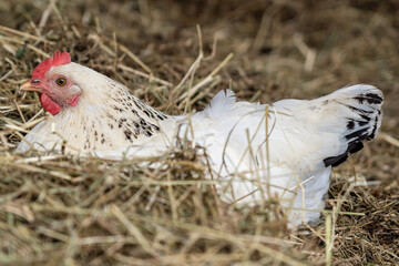 Sussex chicken hen on farm