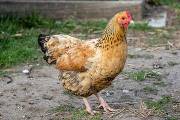 Sussex chicken hen on farm