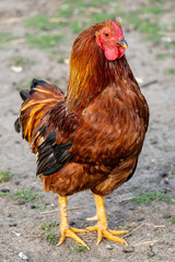 Wyandotte chicken rooster on farm