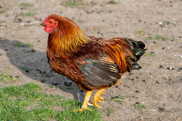 Wyandotte chicken rooster on farm