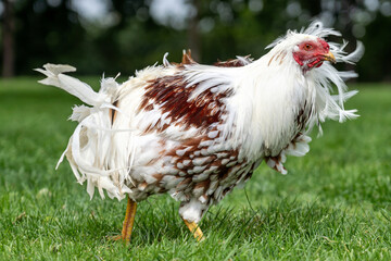 Yokohama chicken rooster on farm