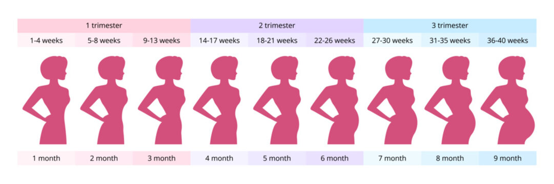 Pregnant woman showing belly growth from first to third trimester