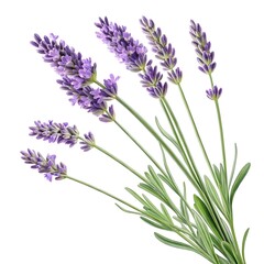 Obraz premium Egyptian Lavender Exotic Bloom with Fragrant Purple Spikes and Timeless Botanical Elegance Captured in Minimalist Still Life on Pure White Background for Herbal and Aromatherapy Stock Photography