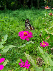 58 beautiful zinnia flowers and butterflies