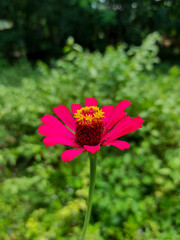 63 single and beautiful red Zinnia violacea flower