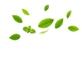 Pristine green leaves (tea, mint, foliage) suspended mid-air on transparent studio background with soft light, sharp focus, elegant bokeh. Concept of natural purity and vitality