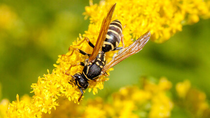 bee on yellow flower