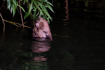 Beaver Enjoying a Midnight Snack