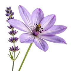 Obraz premium Lavender Fragrant Bloom with Soft Purple Spikes and Calming Botanical Elegance Captured in Minimalist Still Life on Pure White Background for Herbal and Aromatherapy Stock Photography