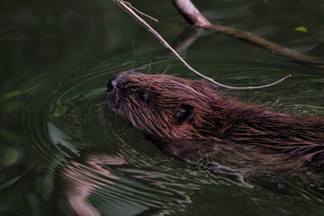 Beaver Swimming Gracefully