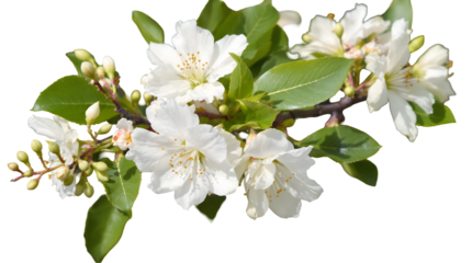 Beautiful White Blossoms on a Branch with Green Leaves, Delicate Spring Flowers