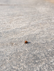 A red ladybug (Coccinellidae) on a patio slab. The image appears very minimalist.