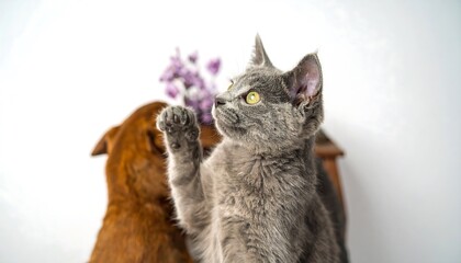 A gray kitten and a reddish-brown dog