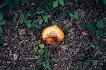 Vibrant orange mushroom in forest, photographed from above, detailed nature shot