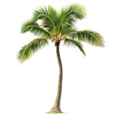 Single palm tree against white background. Lush green fronds and a tall, slender trunk