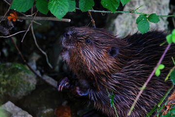 Beaver Exploring the Riverbank