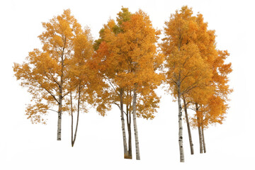 Group of deciduous trees among the rocks. Cutout yellow trees in autumn isolated on transparent background. Forest scape for landscaping or architectural visualisation. Colorful tree line in ... See M