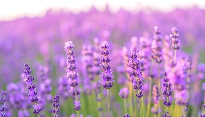 Obraz premium A field of vibrant purple lavender flowers in soft focus, showcasing a calming and serene atmosphere.