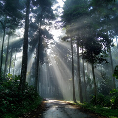 Obraz premium Sunlit Forest Path with Tall Trees and Mist in Early Morning