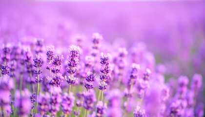 Fototapeta premium A vibrant field of lavender blossoms, showcasing rich purple hues and delicate floral details.