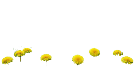 Pristine natural border of lush green grass blades and bright yellow dandelions in the bottom third, against a transparent background with extensive negative space, diffused daylight, concept of fresh