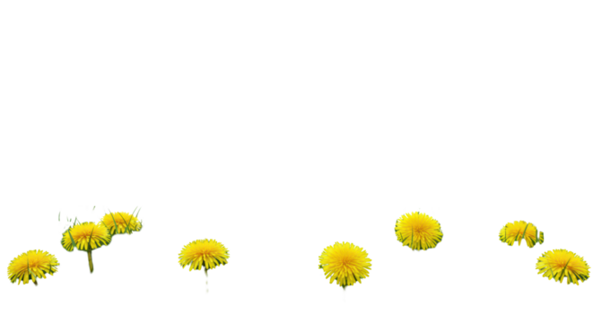 Pristine natural border of lush green grass blades and bright yellow dandelions in the bottom third, against a transparent background with extensive negative space, diffused daylight, concept of fresh