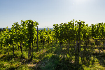 Naklejka premium vineyard rows on clear sunset sky background. agricultural landscape with wine production and harvest concept