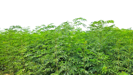 Albizia Lebbeck Tree Field Isolated on a White Background with Copy Text Space. Botanical Element for Nature, Landscaping, and Eco-Themed Designs. PNG File